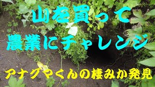 農業にチャレンジ#10　アナグマの住みか発見