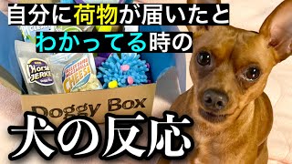 【Doggy Box 3月号】ドギーボックス3月号、もう手慣れた感じでレビューし始めるミニピン