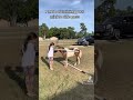 how to train a miniature horse