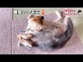 【かわいい世界】小柄な柴犬が子犬のヨーキー（生後5ヶ月）に遊び方を教えた結果【旅する豆柴番外編】