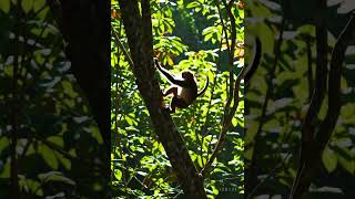 Monkey Dance!