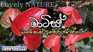 මාටිස් | බැන්කොක් ඇන්තූරියම් | Lovely NATURE | Bangkok anthurium @Dannawda