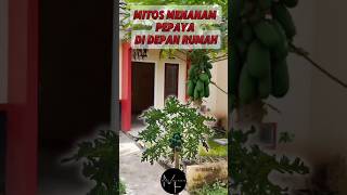 Fakta Atau Mitos Menanam Pepaya Di Depan Rumah #mitos #pepaya #menanam #shorts