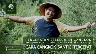 Bandingkan Cara Pengeratan dan Cara Cangkok Santigi Tercepat by dzagat insan bonsai