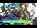 Suara Burung Beo Gacor  Buat Pancingan Beo Malas Bunyi | Kicau Burung Mp3