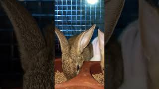 RABBIT omg animals So cute! cute baby animals, cutest moment of the animal planet#rabbitphilipines