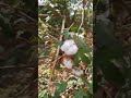 நாட்டுப் பருத்தி விதைகள் கிடைக்கும் இலவச விதை பகிர்வு native cotton seeds free seed sharing tn