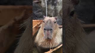 意外と体が大きくてセクシーなカピバラ #水豚 #capybara #カピバラ