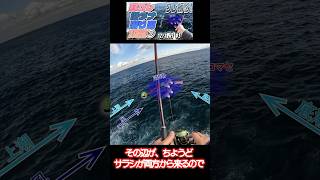 寒グレ全遊動沈め釣り 深く沈めてアタリを取る！ #釣り #尾長グレ #fishing #寒グレ #磯 #全遊動沈め釣り #1000釣法