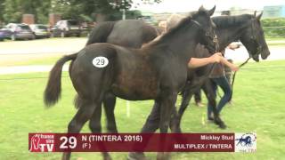 TBA Foal Show 2016 : Lot 29 - N. (TINTERA 2016)