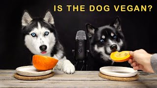 7 Unusual Foods that My Husky Eat! Dogs Taste Food