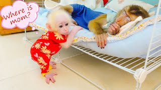 Pupu was very worried when he couldn't find baby monkey Poki