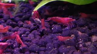 cherry red shrimp