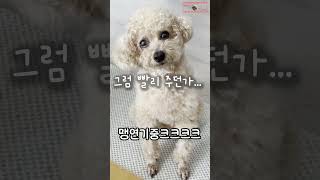 말잘듣는 척 하는 강아지 #푸들 #강아지쇼츠 #강아지브이로그 #poodle #강아지일상 #강아지일기 #강아지 #배고파 #천재견 #악마견 #선택적말알아들음