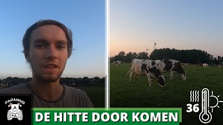 Hoe Onze Koeien De Hitte Door Komen | Robs Boerenvlog | Dutch Dairyfarmer