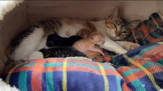 【子猫時代】子猫は可愛いけれども...家猫はもっと可愛いというお話