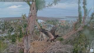 Connick Slips Falls Off Nest - 12 Weeks Old - Prompt Rescue Follows - April 4, 2023 - Captiva Eagles