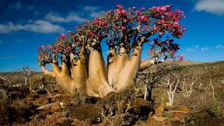 Socotra island, The hidden land - Republic of Yemen (HD1080p)