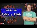 Vírus de Cadeia Positiva e Negativa (RNA+ e RNA-) - Biologia com o Tubarão