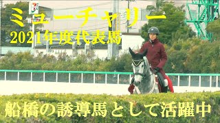 ミューチャリー　2021年度代表馬 船橋競馬場の誘導馬として活躍中