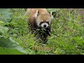 窓にしがみつくレッサーパンダ【エイタ】今日からリニューアル展示場公開スタートred panda clings to the window