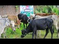 What Animals Can Be Used for Qurbani?