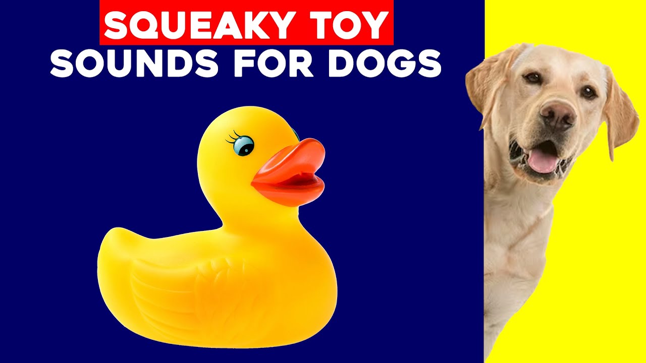 Squeaky Toy Dog Toy Sounds For Dogs Reason To Watch Now Youtube
