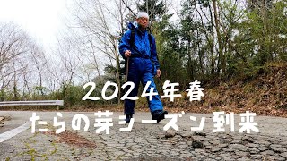 4K【山菜採り】2024年春の山菜 たらの芽たくさん採れました！