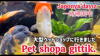 【一時帰国 Japonya’dayım】Pet shopa gittik.大型ペットショップに行ってきました！