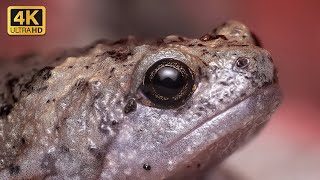 Beautiful Frog 4K  - (ULTRA HD) 🐸