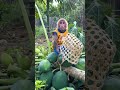 bibi discovers a giant papaya