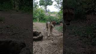 よこはま動物園ズーラシア　チーター編Part1