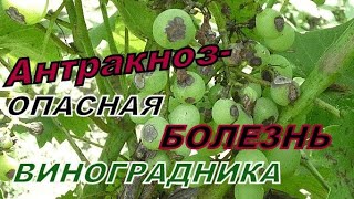 АНТРАКНОЗ-ОДНА ИЗ ОПАСНЕЙШИХ БОЛЕЗНЕЙ ВИНОГРАДА !