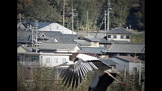 谷間の紅葉