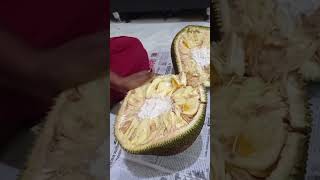 Jackfruit cutting... 🤤 cutting  skill #fanas #kokan  #jackfruit #kokani fruit  #kokan lover