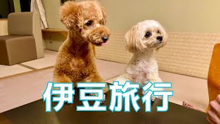 ２匹のビビり犬と旅行したら可愛すぎたw