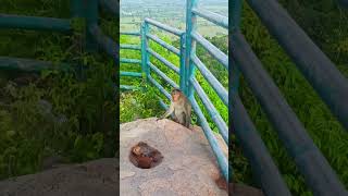 vandavasi hills temple| Venkunram Sivan temple| thavalagriswarar temple| malai Kovil|