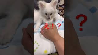 【ペロペロ事件】どうしたものか…#shorts#ポメラニアン#犬#dog