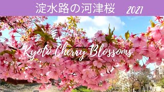 Kyoto Cherry Blossoms 京都 淀水路の河津桜2021まだ楽しめます