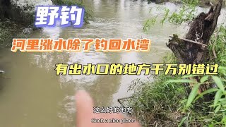 野钓：河里涨水除了钓回水湾，有出水口的地方也千万别错过