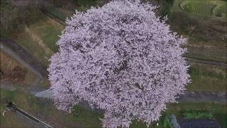 【春シリーズ】棚田の片隅に咲く滋賀仰木の一本桜　dji drone pro