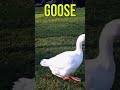 goose sounds ❤️❤️🔥🔥#animal_sounds #animallover #animals #animalshorts #animal_life #all_about_animal