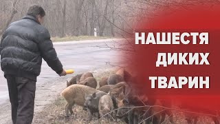 Нашестя диких кабанів на Черкащині: лісівники розповіли про причини та показали наслідки