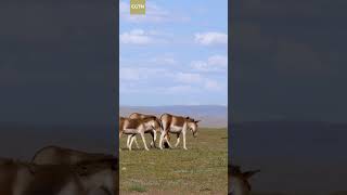 Tibetan wild donkeys, aka Equus kiang