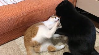 マタタビを巡る猫たちの戦いが激しかったｗｗｗ