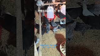 청계 큰병아리 \u0026  아성조 분양,  청계종계농장,2025,2,7,