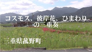 菰野町コスモス畑（2023）