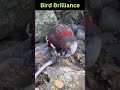 Bird Brilliance: Kaka Bird's Feat #viral #shortvideo #funny #shorts