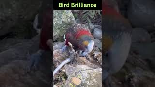 Bird Brilliance: Kaka Bird's Feat #viral #shortvideo #funny #shorts