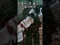 산책하다가 처음 본 보더콜리 친구보고 놀고 싶은 리트리버 shorts 리트리버 보더콜리 대형견